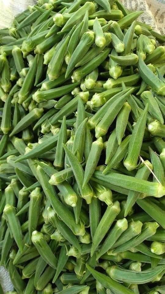 Hafizabadseed